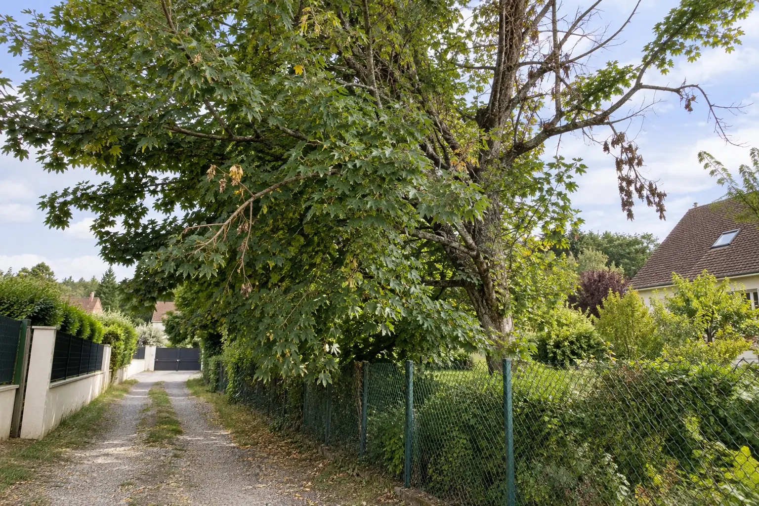 Exemple : arbre à la couronne dense et déséquilibrée avant élagage
